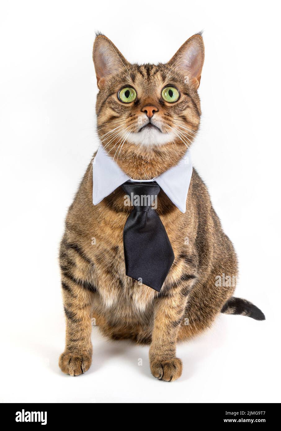 A beautiful cat in a tie Stock Photo