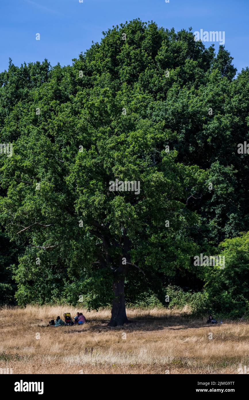 London, UK. 6th Aug, 2022. Some take shade under the still green trees amongst the yellow scorched grass of Parliament Hill - Hot weather continues the drought conditions on Hampstead Heath. Credit: Guy Bell/Alamy Live News Stock Photo