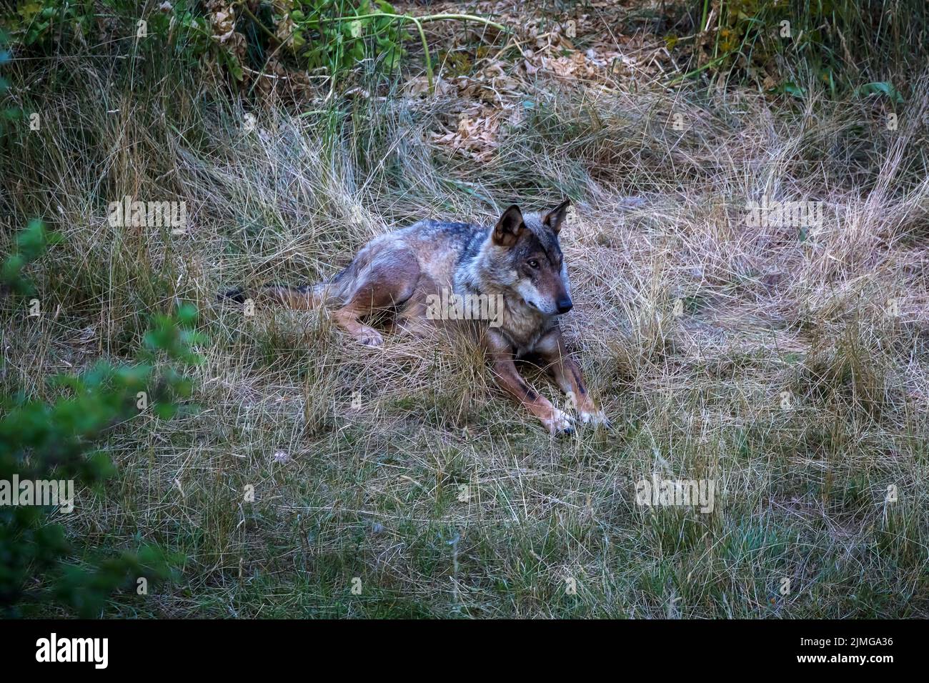 Italian wolf, Canis Lupus Italicus, unique subspecies of the indigenous gray wolf. Adult specimen taken in the forest. Stock Photo