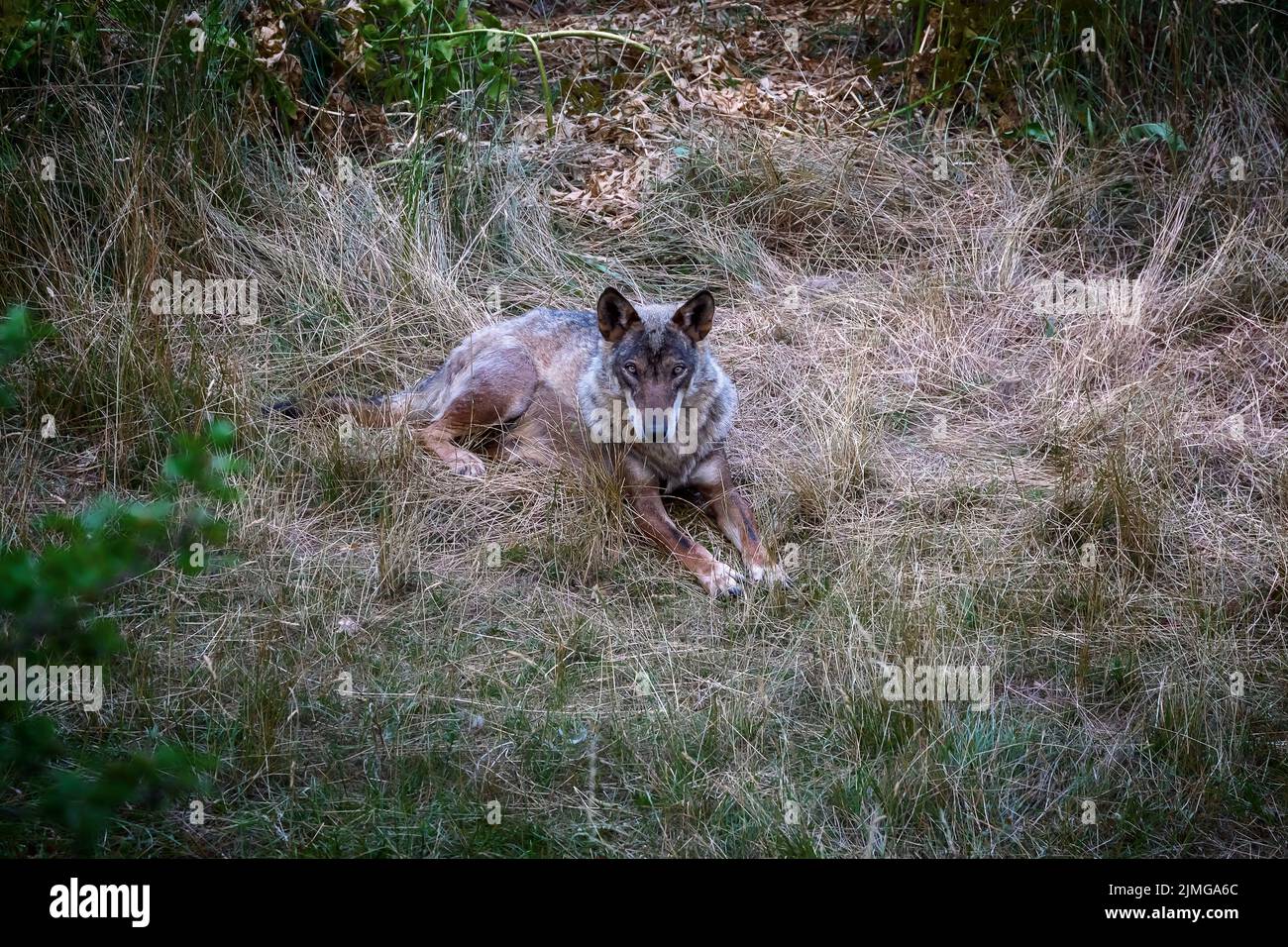 Italian wolf, Canis Lupus Italicus, unique subspecies of the indigenous gray wolf. Adult specimen taken in the forest. Stock Photo