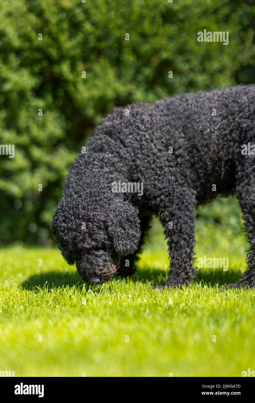 A beautiful curly haired black Labradoodle dog, sniffing a patch of lush green grass Stock Photo