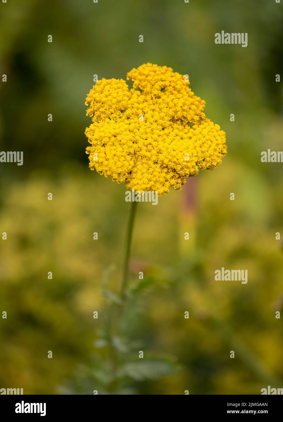 The bright yellow Yarrow flower of the genus Achillea Stock Photo Alamy