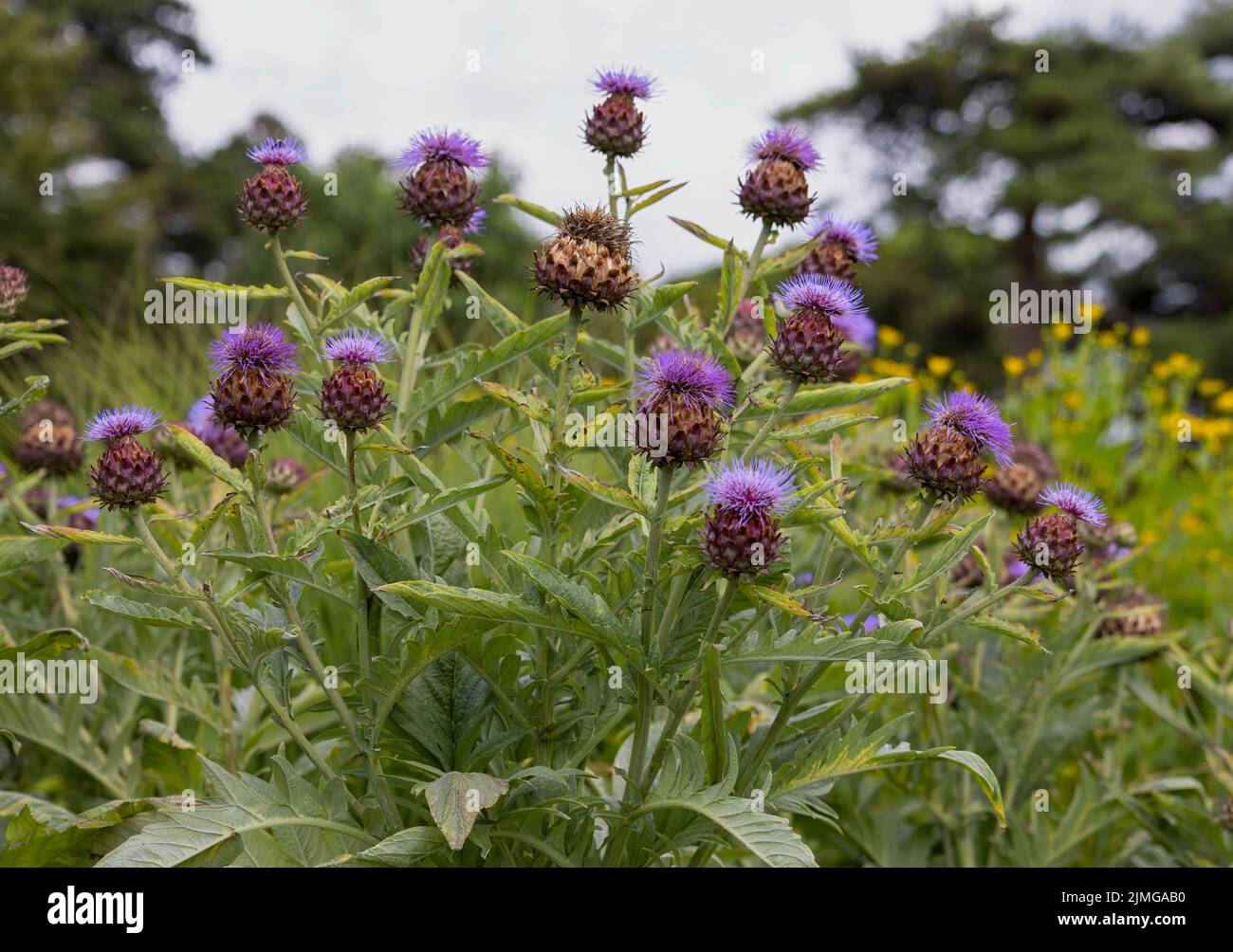Thistle flowers are a particularly popular source of nectar for bees and butterflies Stock Photo