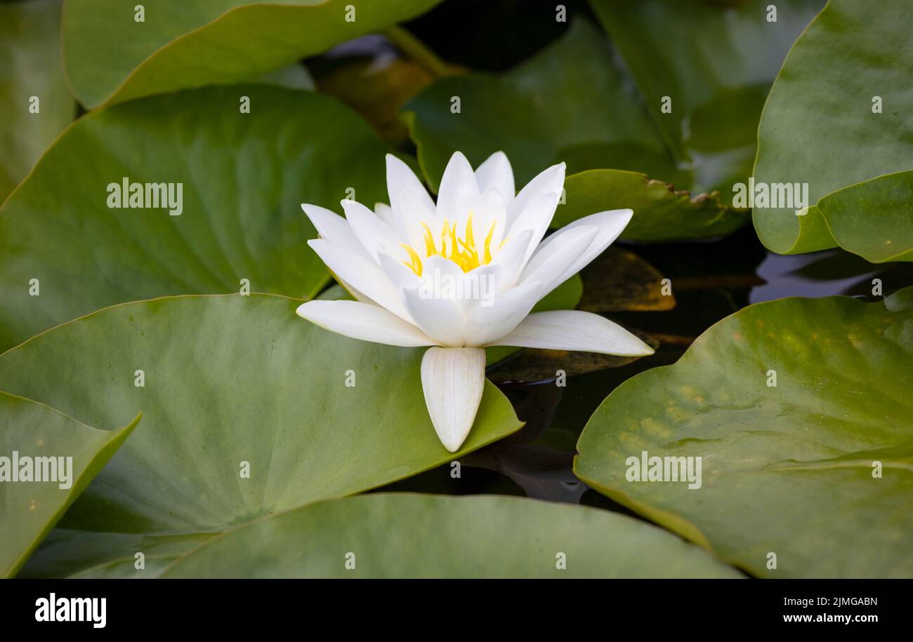 A close up of a  White Water Lily, (Nymphaea alba), flowering on the surface of a pond and surrounded by Lily Pads Stock Photo