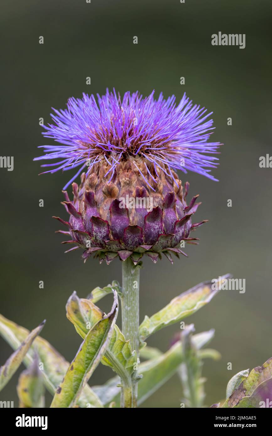 A large Thistle flower is a particularly popular source of nectar for bees and butterflies Stock Photo