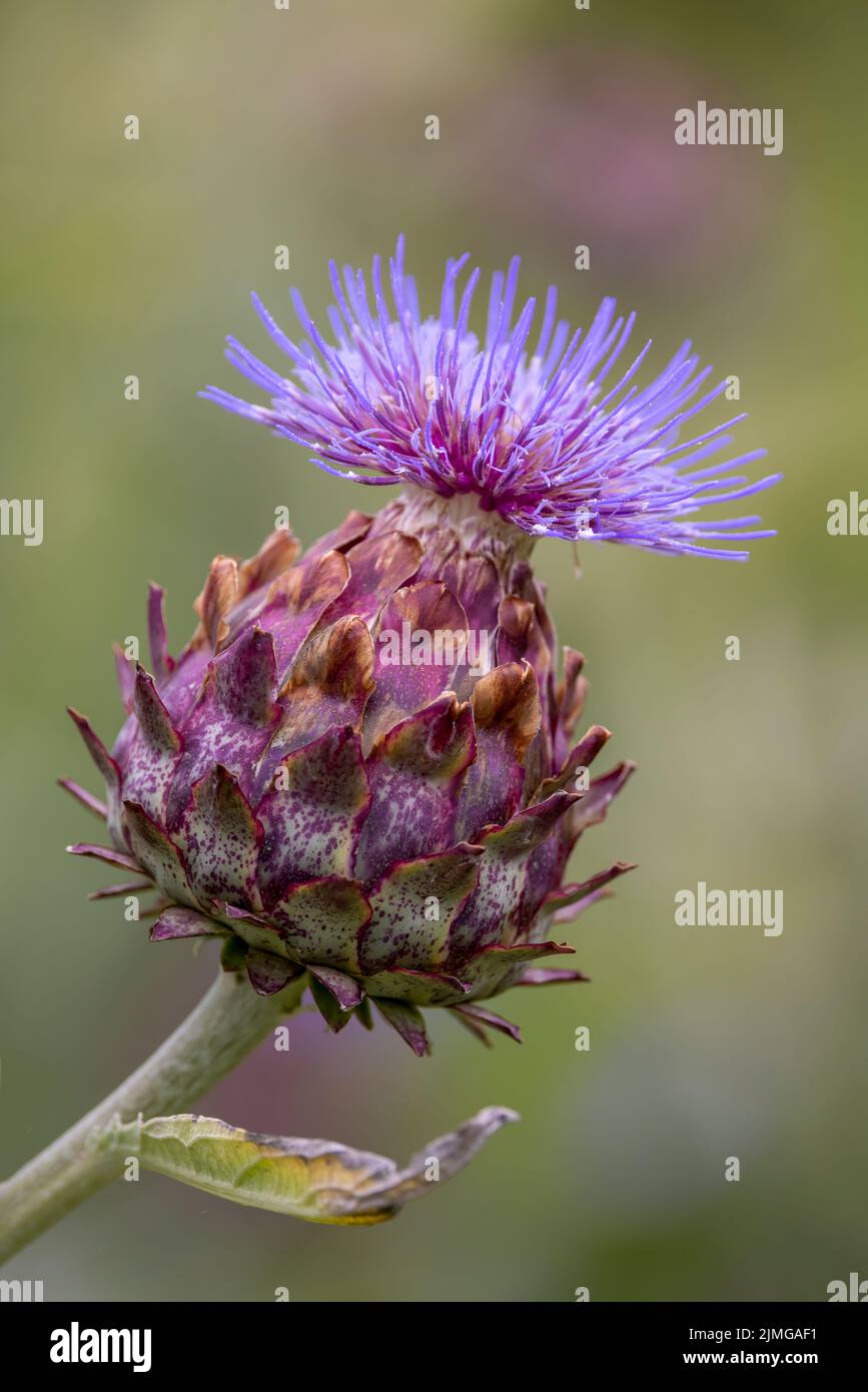 A large Thistle flower is a particularly popular source of nectar for bees and butterflies Stock Photo