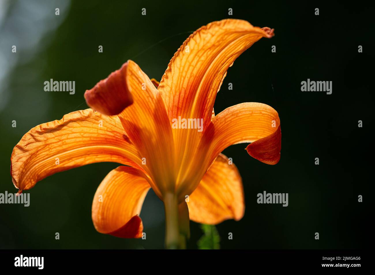 Low angle macro shot of daylily backlit by sun. Stock Photo
