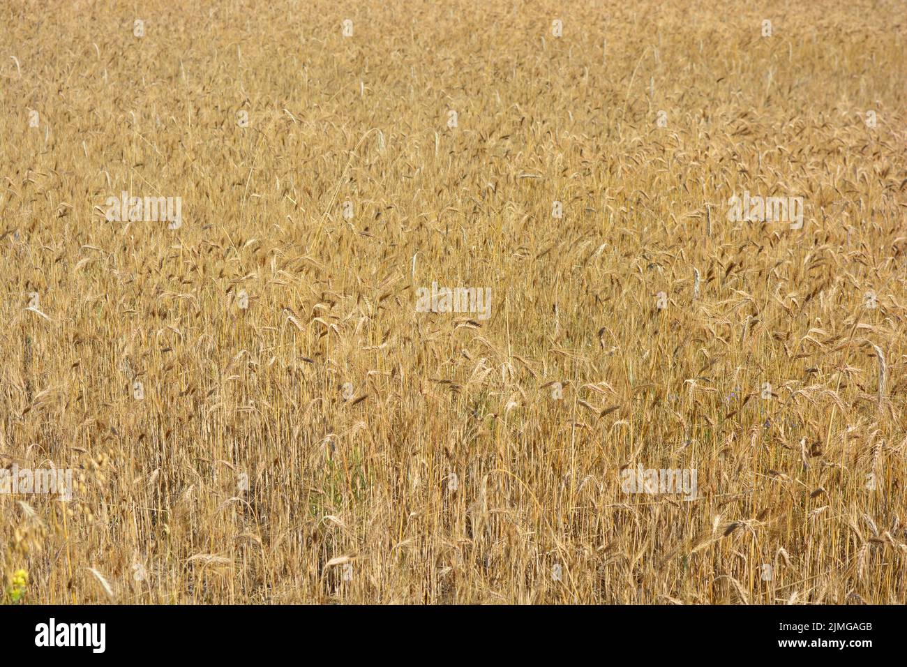 Rye roads hi-res stock photography and images - Alamy