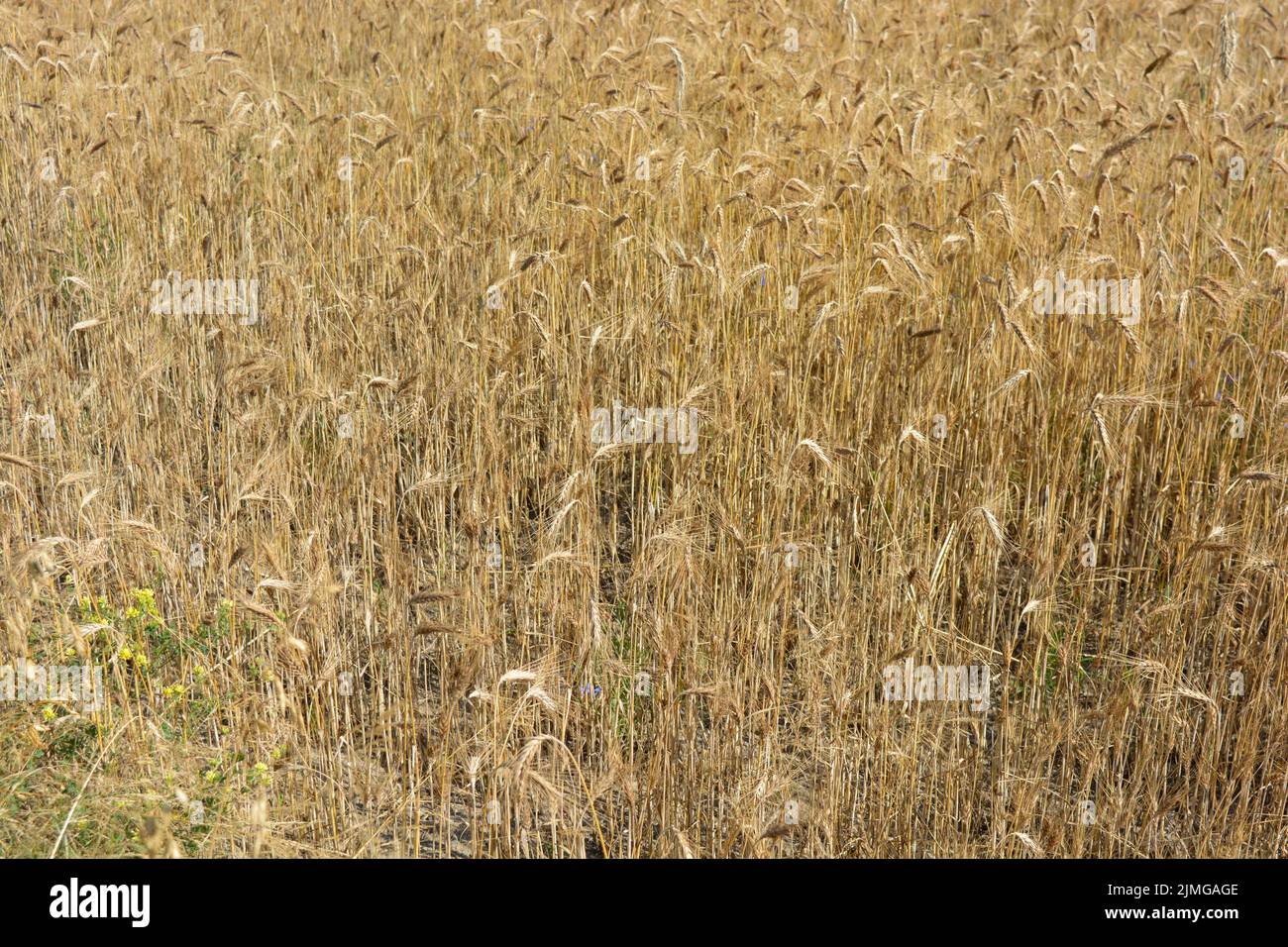 Rye roads hi-res stock photography and images - Alamy