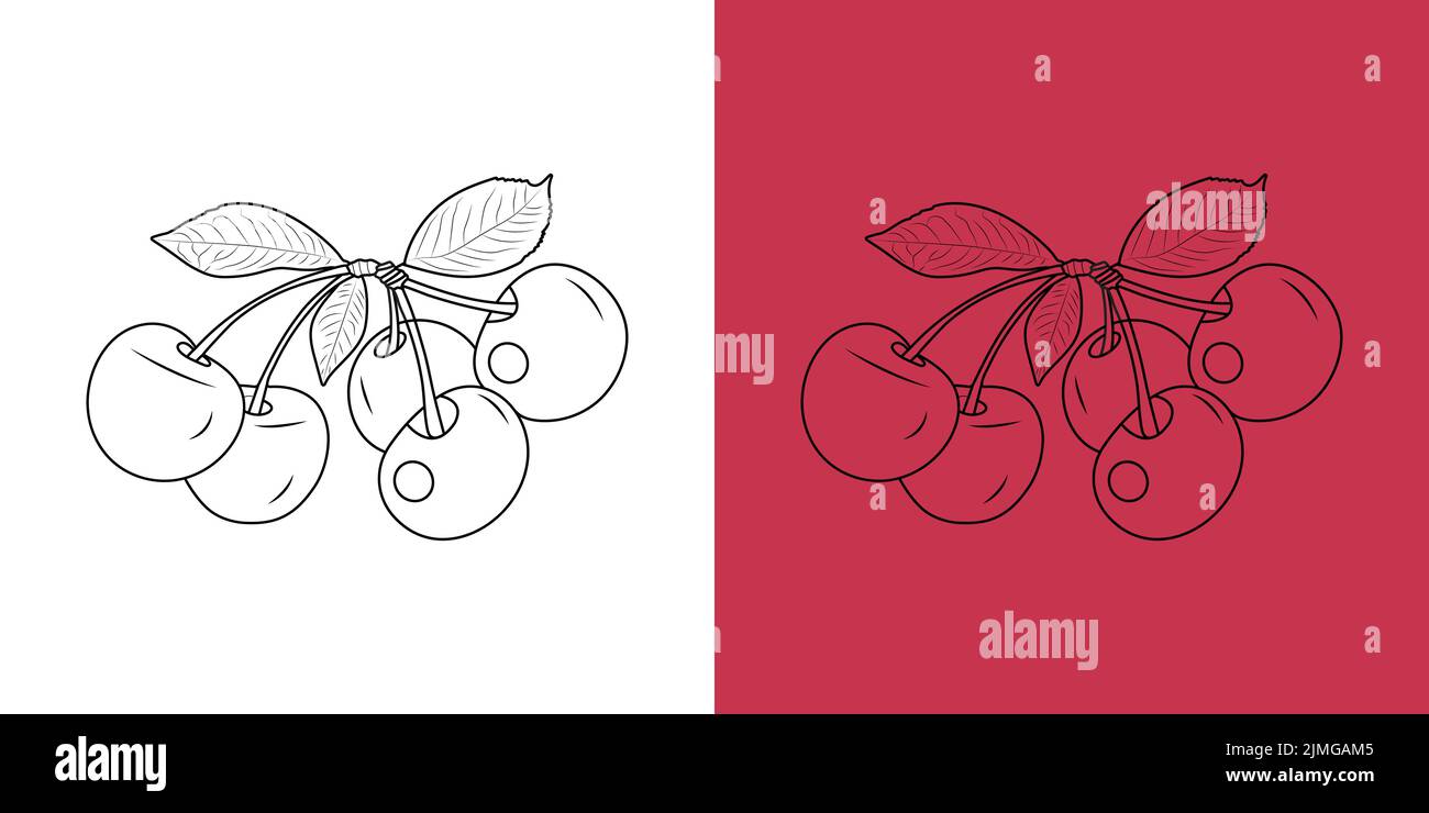 vector illustration of Cherry . Cherry icon on isolated background ...