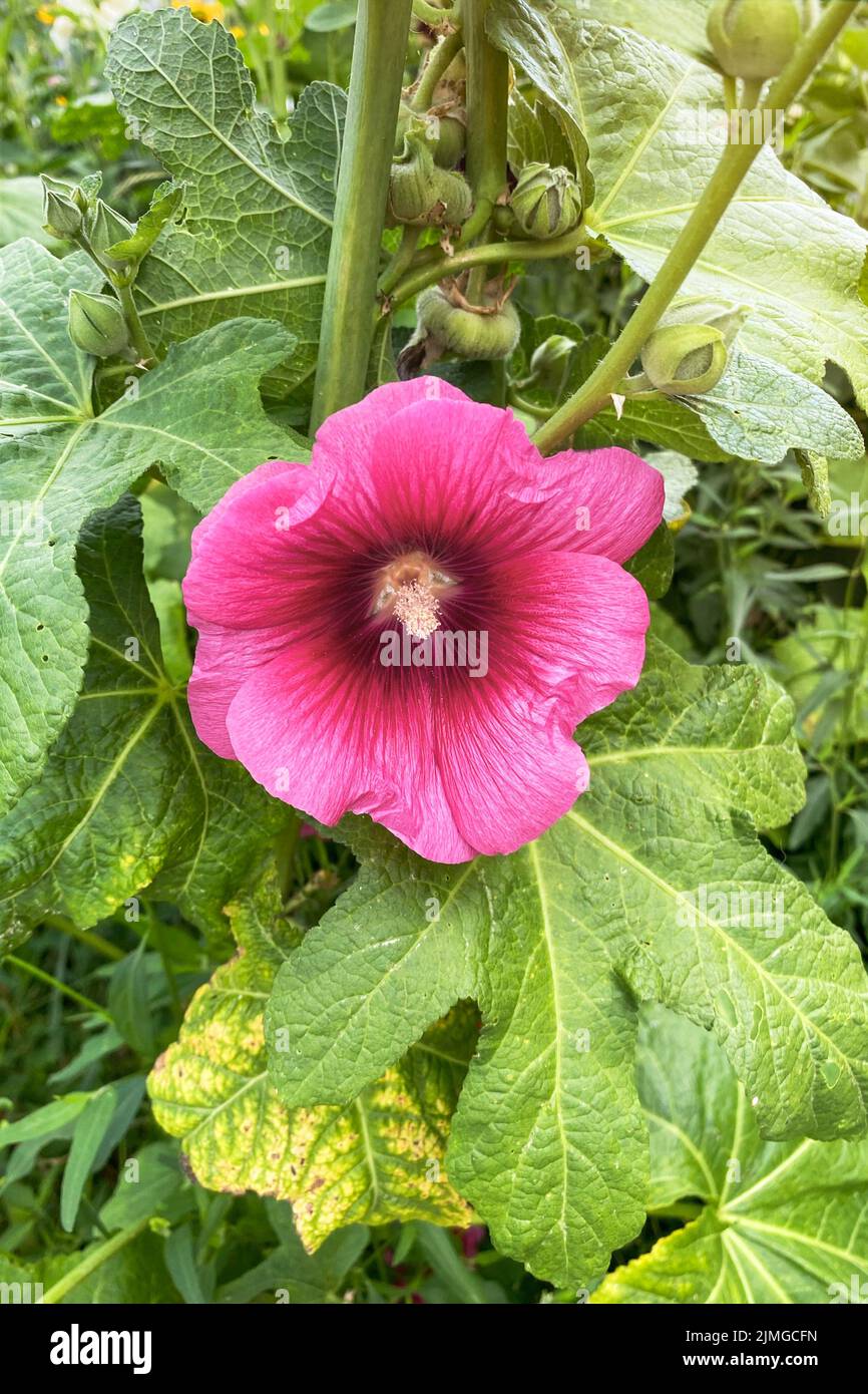 Alcea rosea. Blooming wild flowers on the meadow in rustic style. Composition of nature. Stock Photo