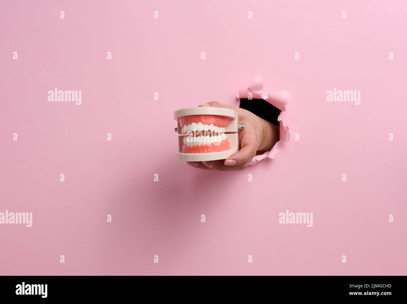 Female hand holds a plastic human jaw with white even teeth on a pink background. Part of the body sticking out of a torn hole i Stock Photo