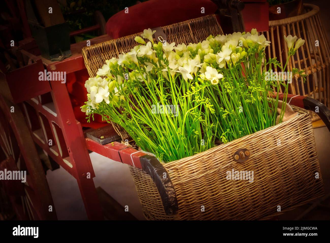 Fresh white freesia flowers bouquet composition Stock Photo