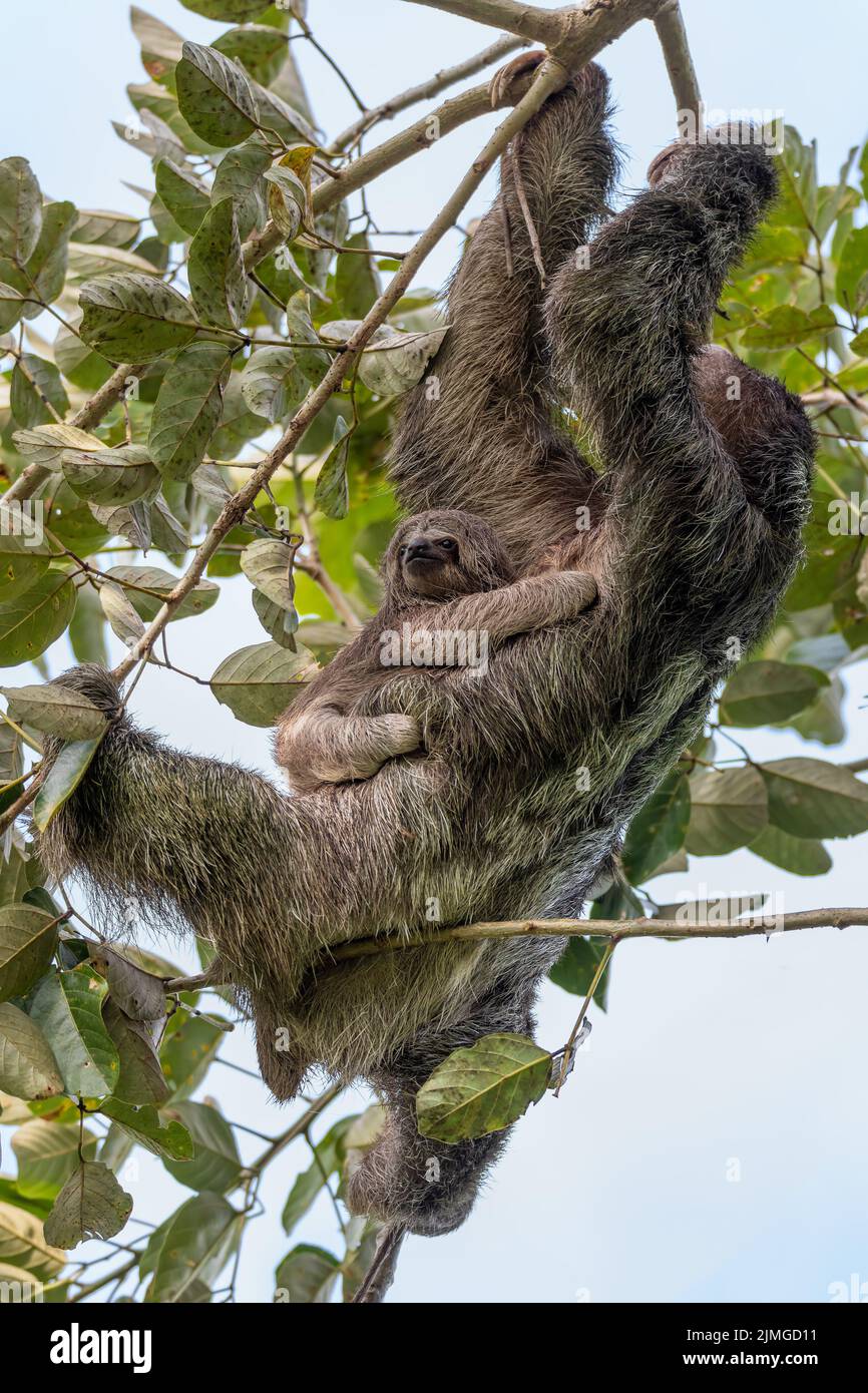 Female of pale-throated sloth (Bradypus tridactylus) with baby hanged top of the tree Stock Photo