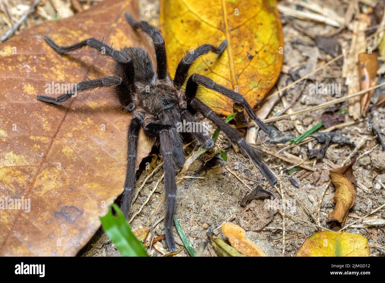 Tarantula, Sericopelma melanotarsum, Curubande de Liberia, Costa Rica wildlife Stock Photo