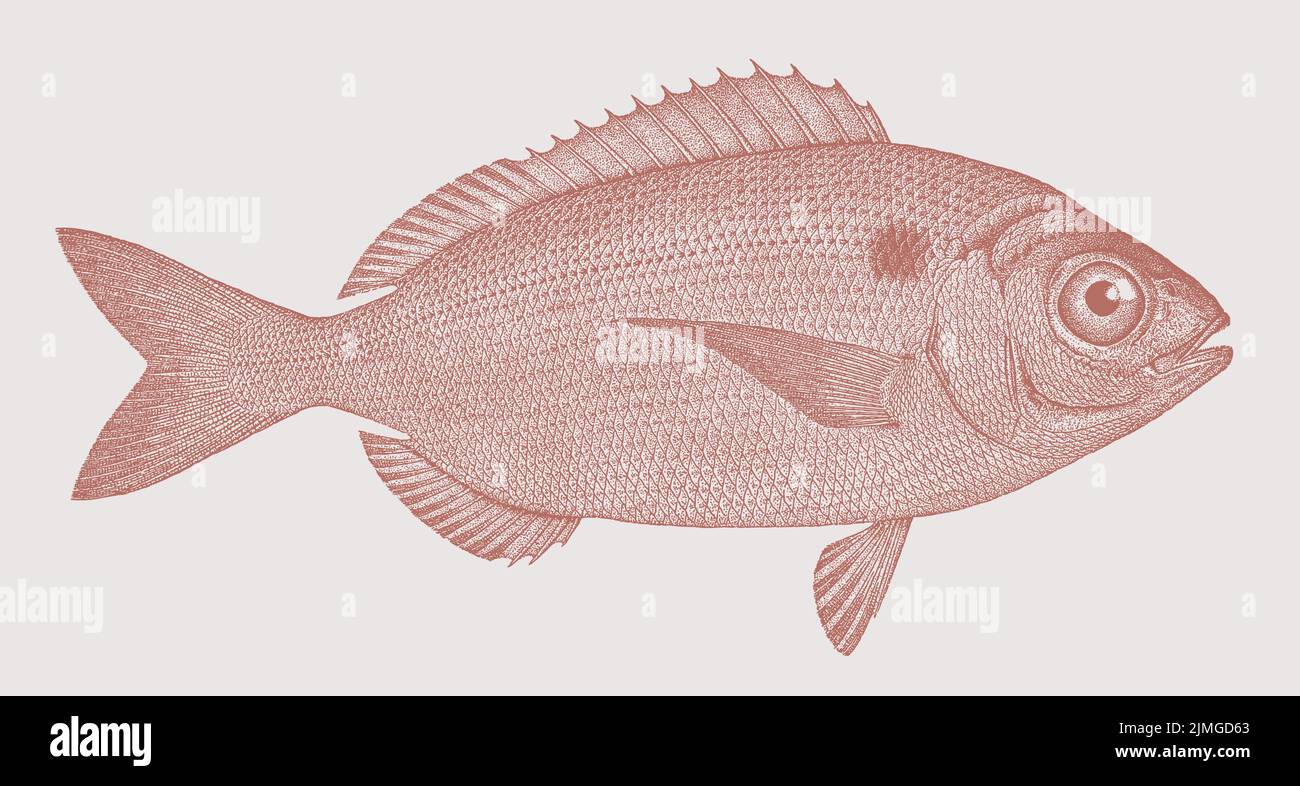 Blackspot seabream pagellus bogaraveo, marine fish in side view Stock Vector