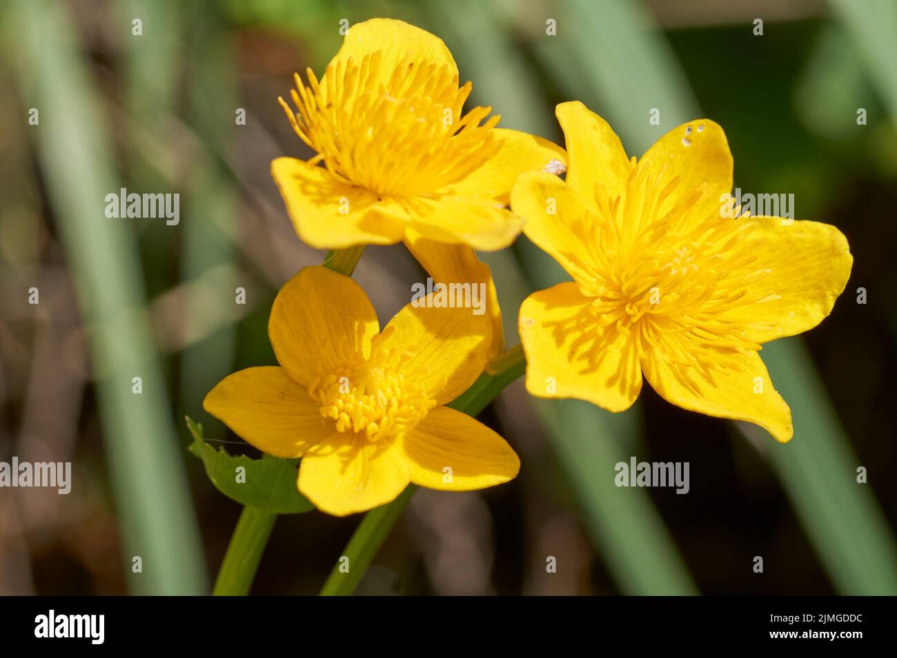 Spring flowering marsh marigold Caltha palustris, in garden pond Stock Photo