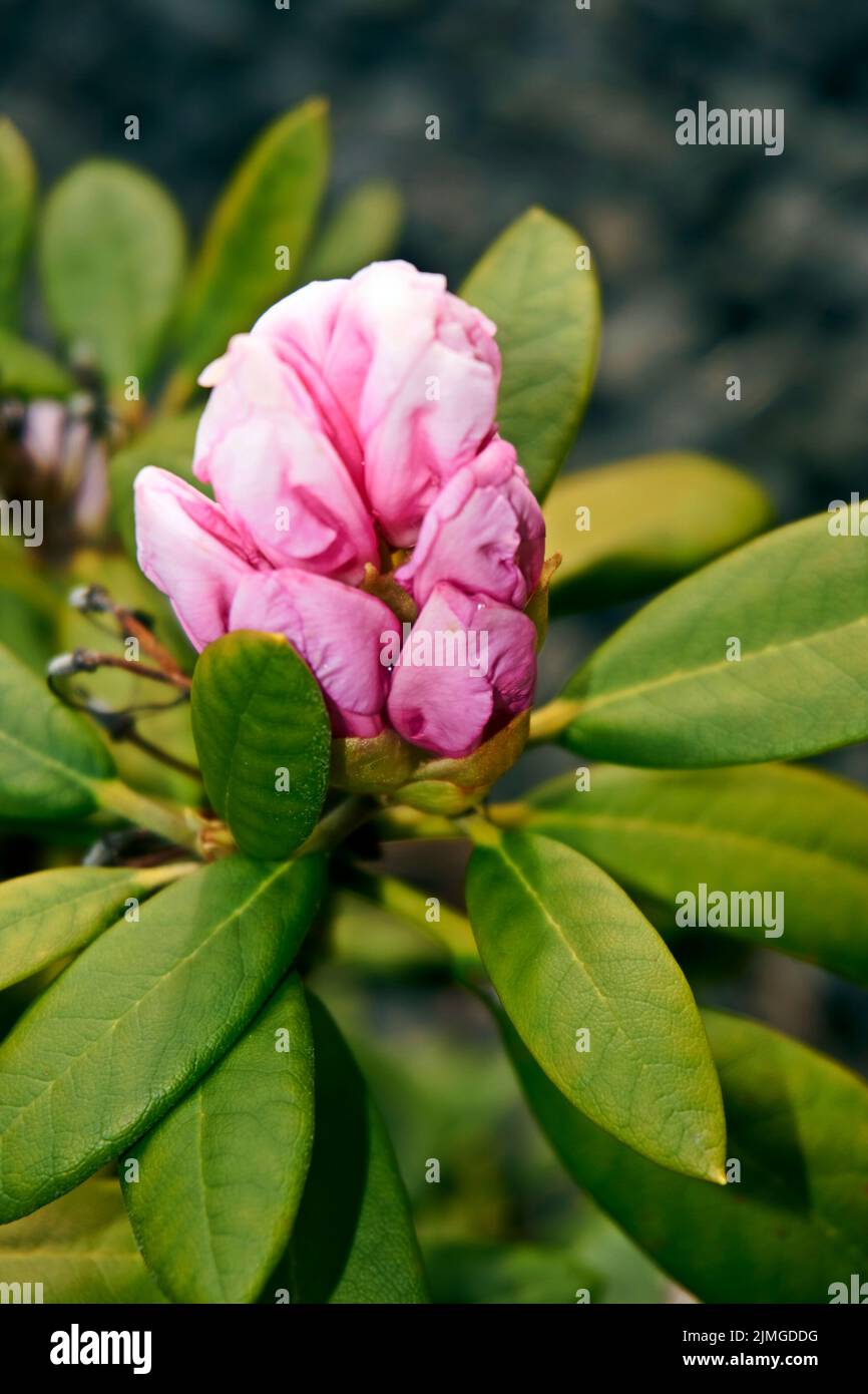 Rhododendron ferrugineum pink light purple flowers close up on a sunny day Stock Photo