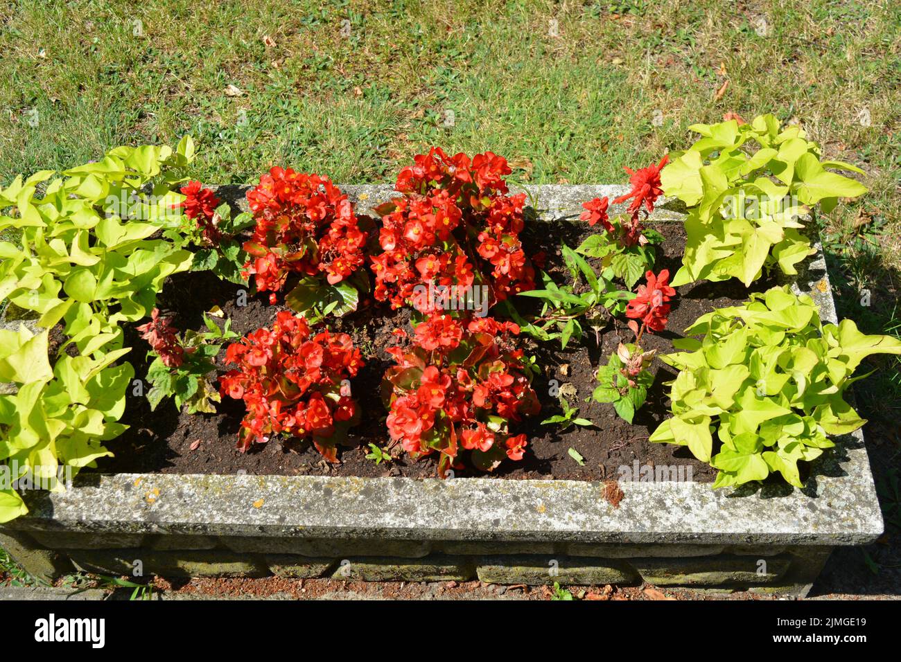Bright colorful red flowers growing in a vase in one of the streets of Wyszkw, Poland. Stock Photo