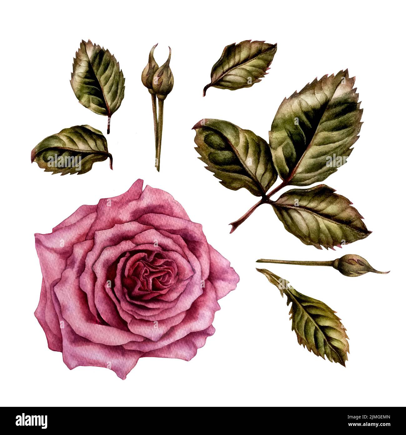 Watercolor pink roses and green leaves made in the technique of ...