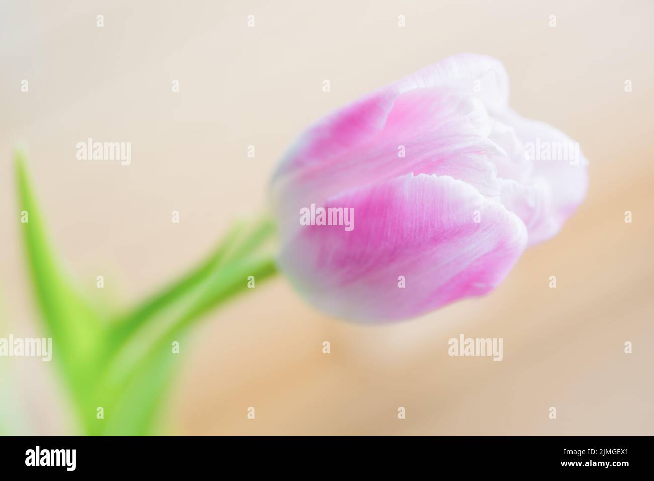 Pink tulip flower Stock Photo