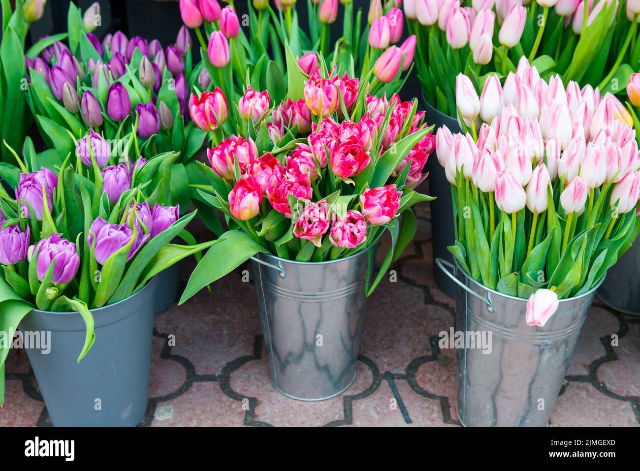 Spring flowers tulips in buckets Stock Photo