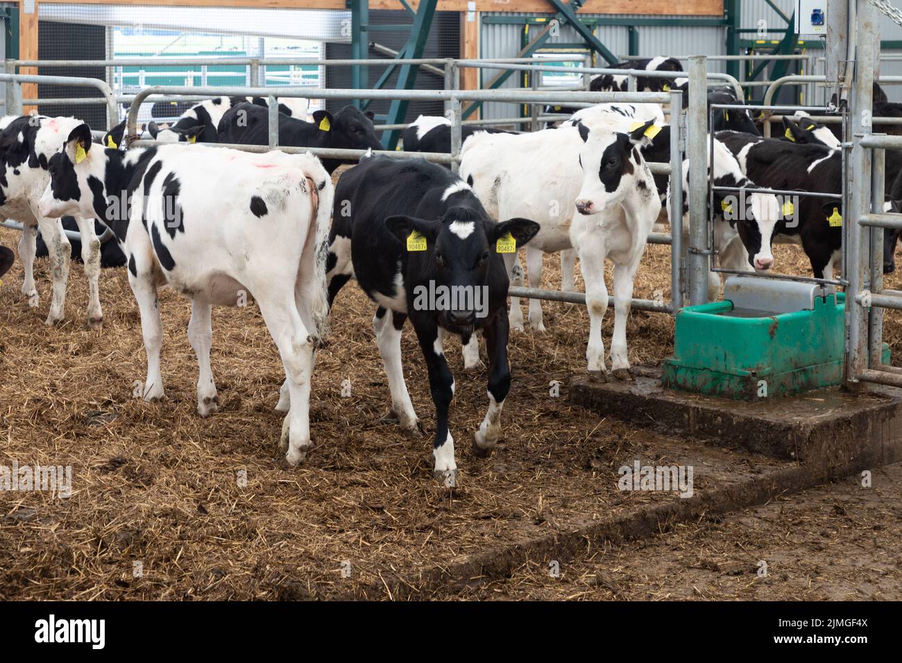 highly productive dairy cows on a modern free-range farm Stock Photo ...