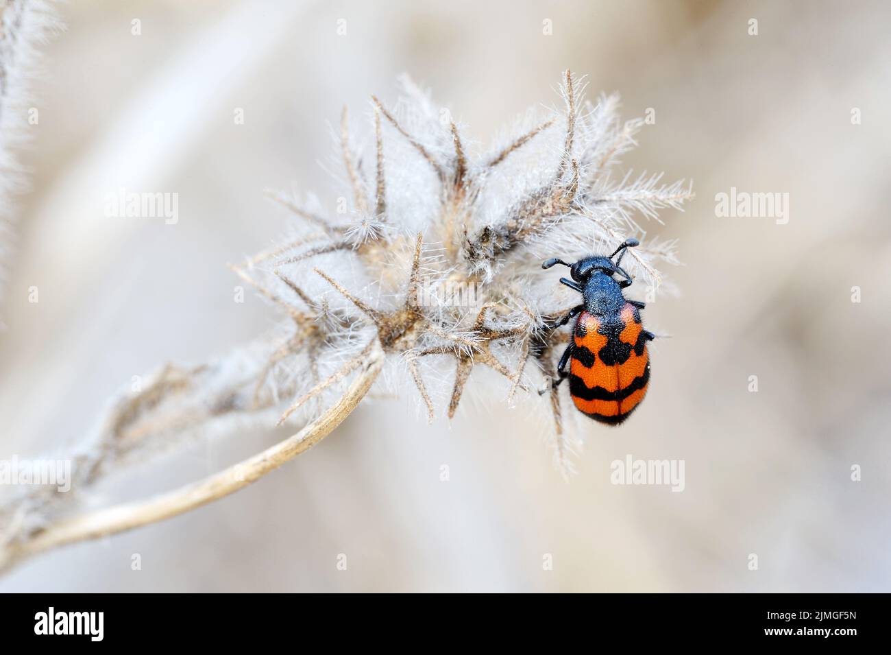 Closeup of the nature of Israel Stock Photo