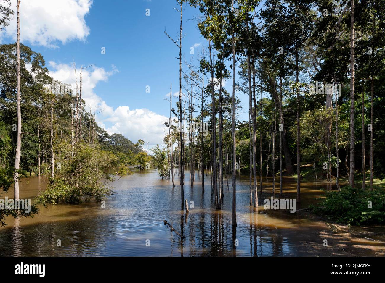 Flooded forest Stock Photo