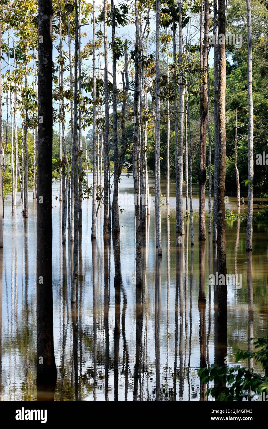 Forest partially flooded Stock Photo