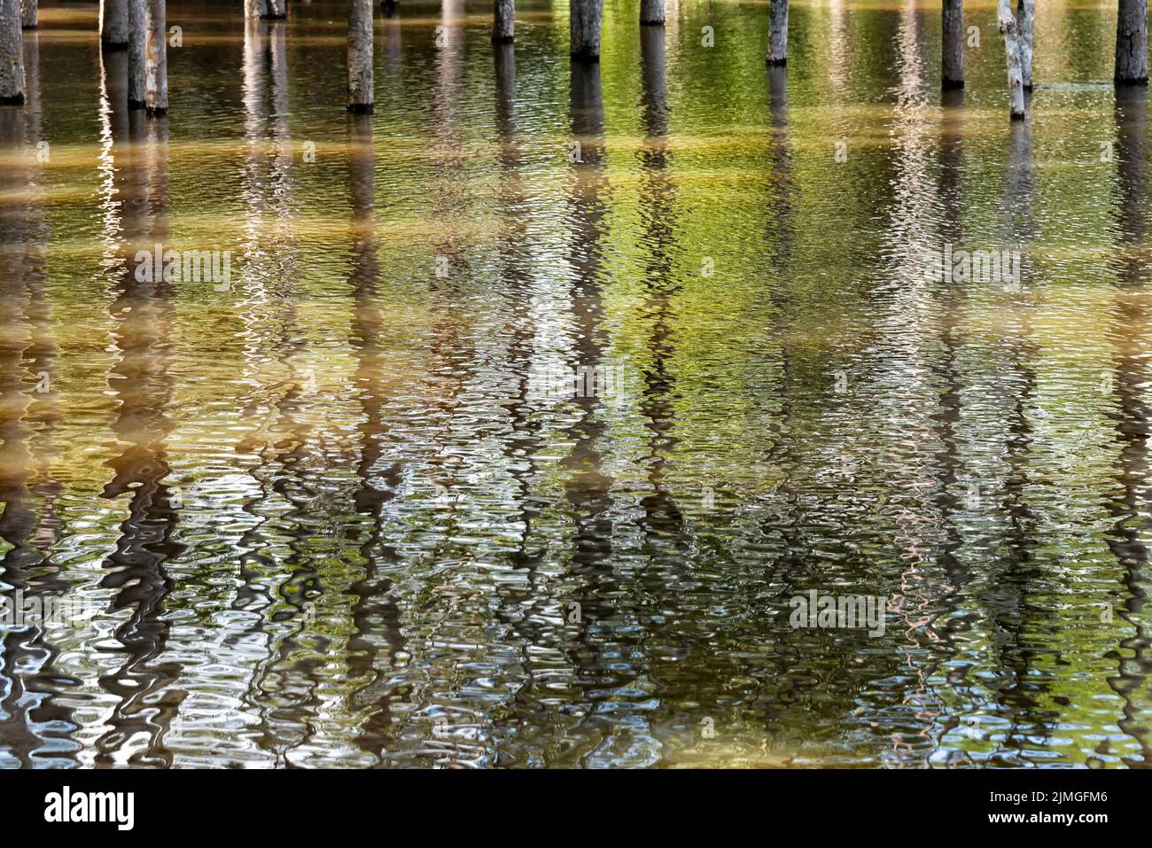 Trunks of trees partially submerged by water and their reflections Stock Photo
