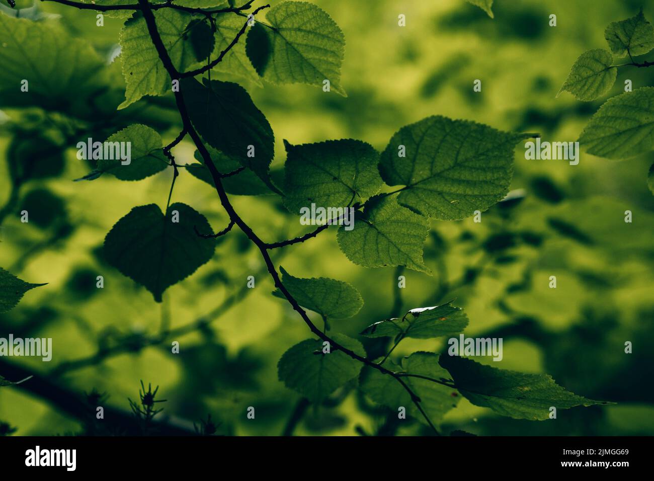 Beautiful green plants Stock Photo