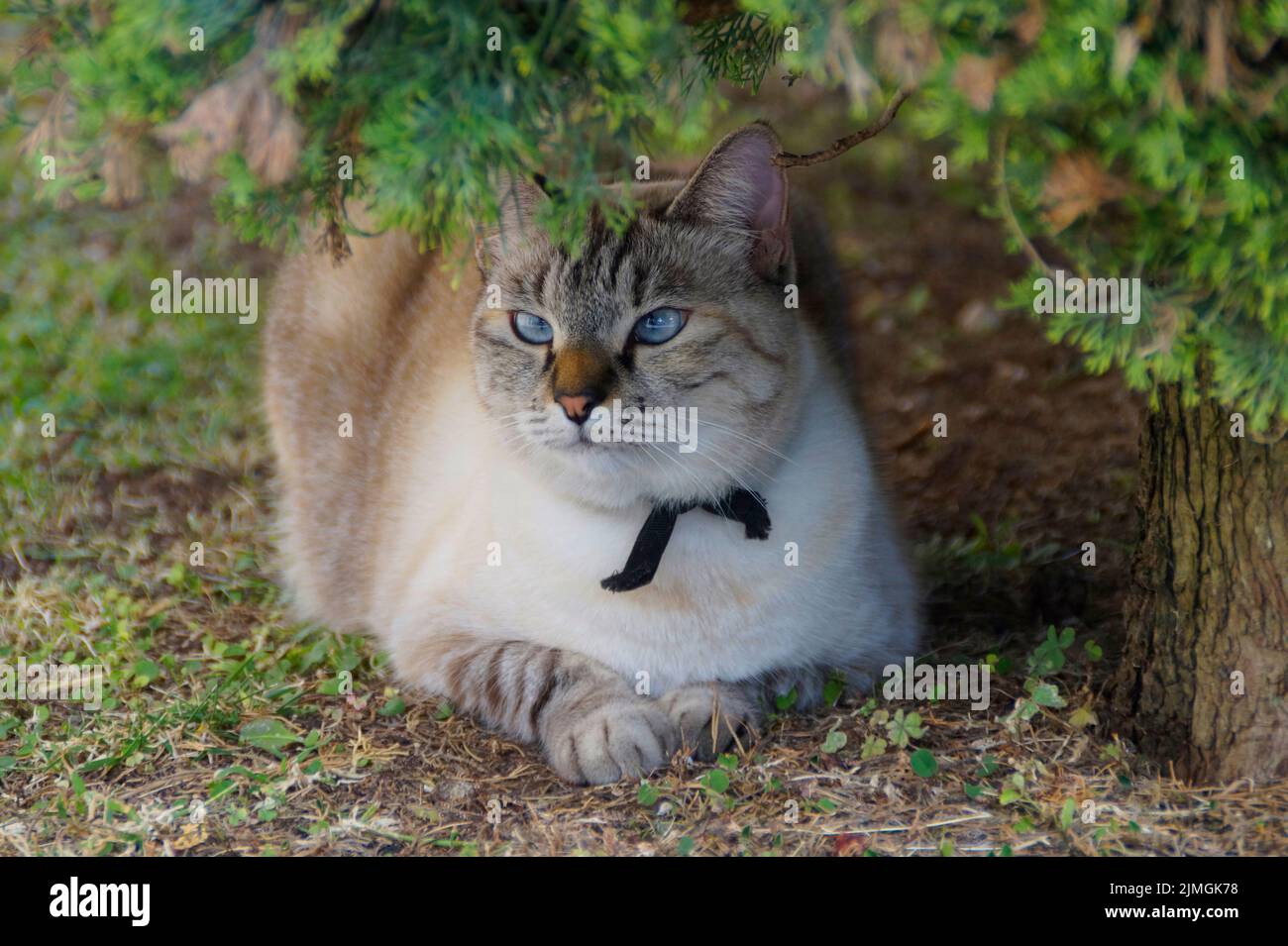 a beautiful blue-eyed cross-eyed Siamese cat in an Italian town on lake Garda, Lombardy Stock Photo