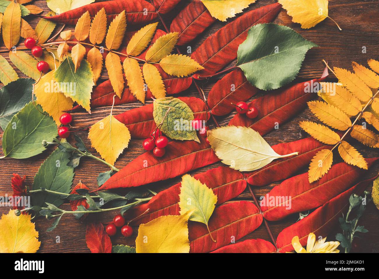 autumn foliage colorful fall leaves background Stock Photo