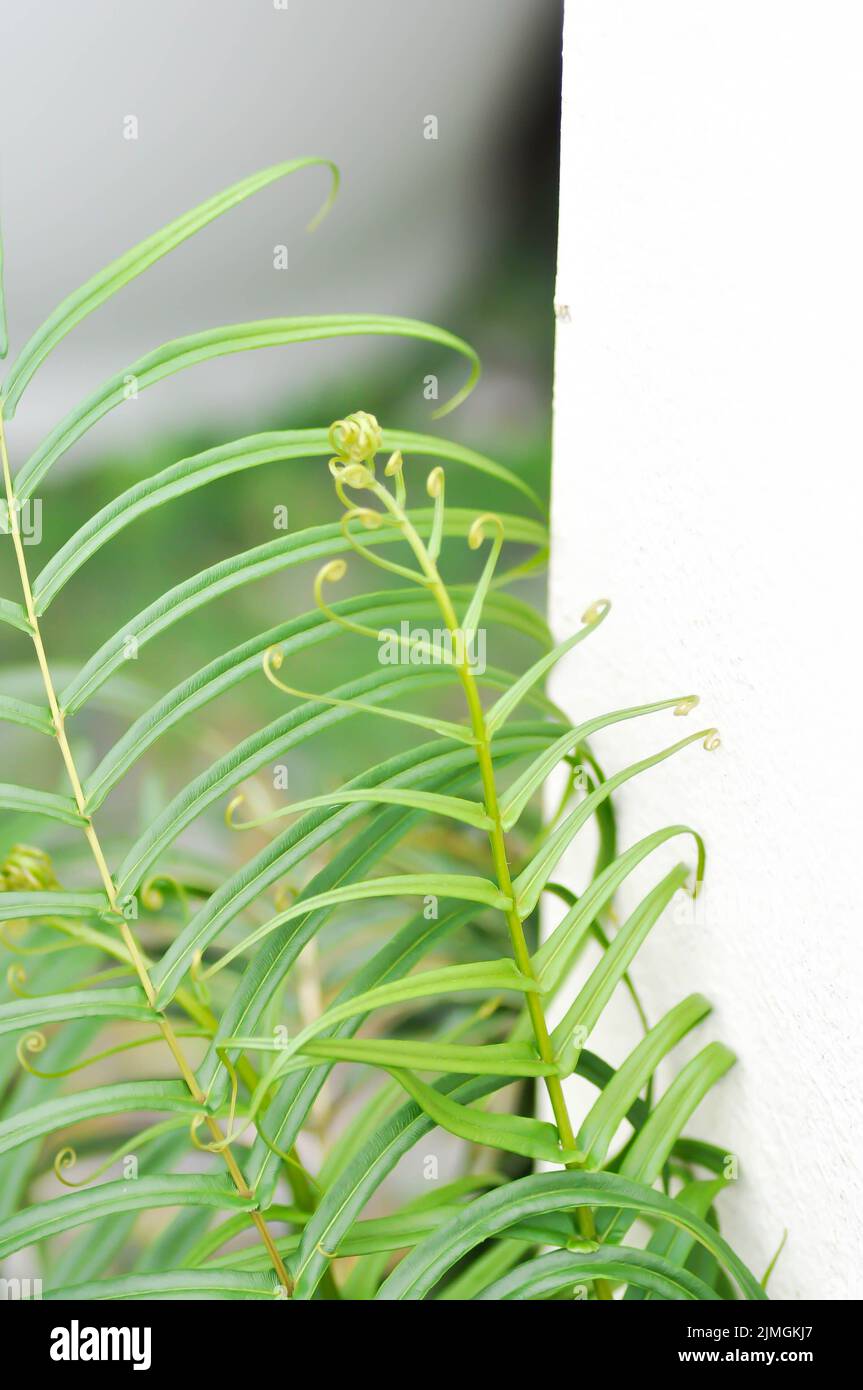Pteris vittata or Pteris vittata L or fern , fern plant Stock Photo