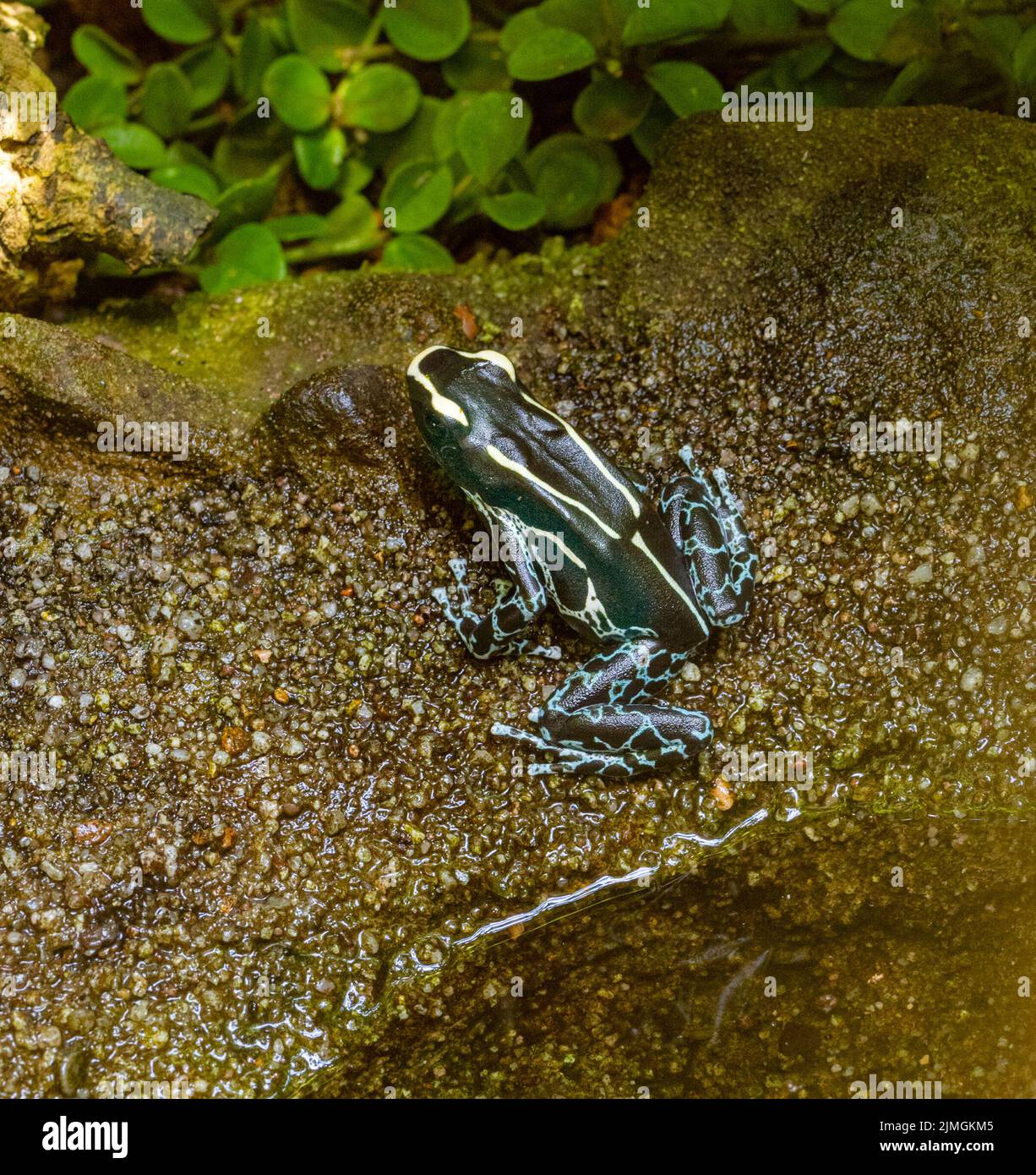 Graubeiner Färberfrosch (Gray-legged dyer frog) (Dendrobates tinctorius graubeiner). Habitat: Suriname, French Guyana, Brazil - Dyeing dart frog Stock Photo