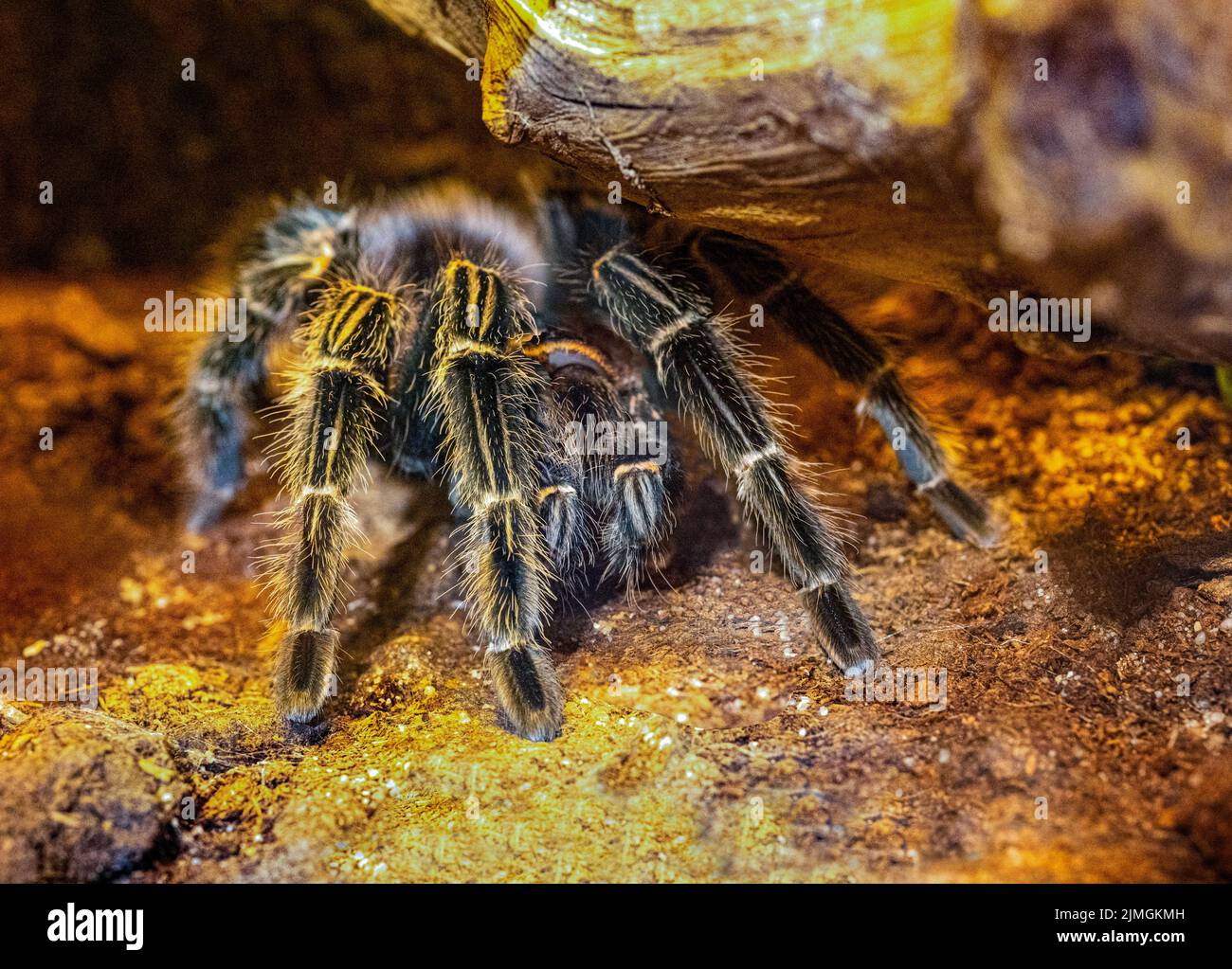 Close up of a Mexican redknee tarantula (Brachypelma smithi) on a stone Stock Photo