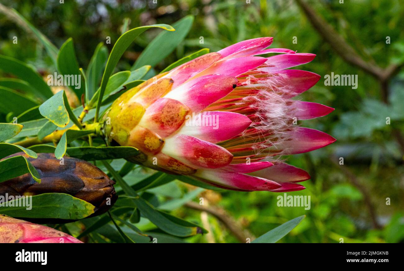 Protea (Protea repens), South Africa. They come from southern Africa Stock Photo