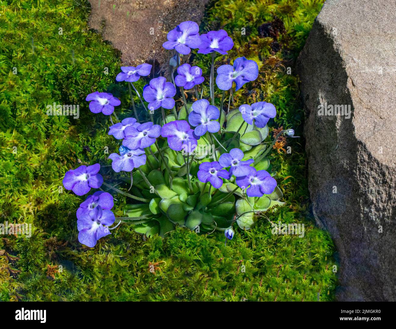 Mexican butterwort (Pinguicula cyclosecta) is a carnivorous or insectivorous plant endemic to Mexico. Stock Photo
