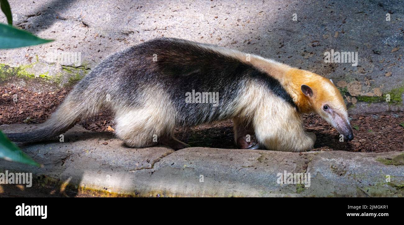 Northern tamandua (Tamandua mexicana). It is distributed in Central America and northwestern South America Stock Photo