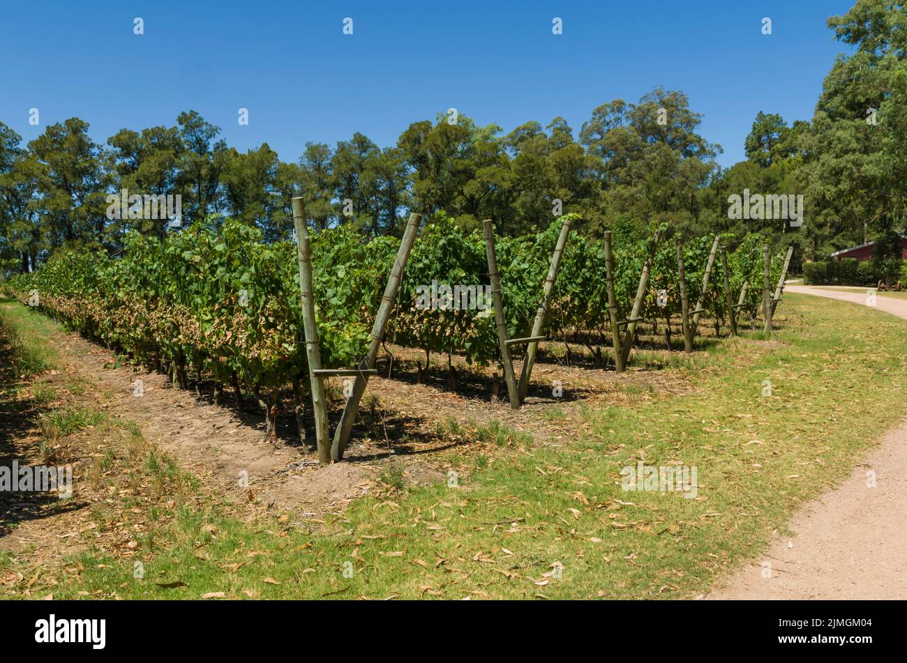 Beautiful vine of European grapes in Uruguayan winery in Canelos region