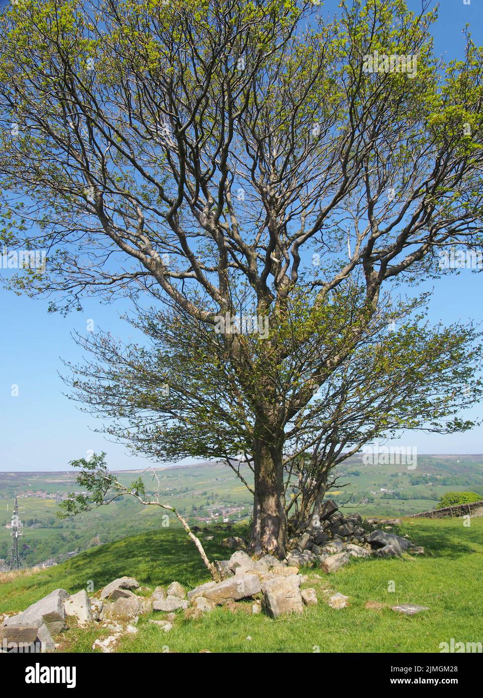 A single tree in a rock covered meadow looking over the calder valley and midgley moor in west yorkshire Stock Photo