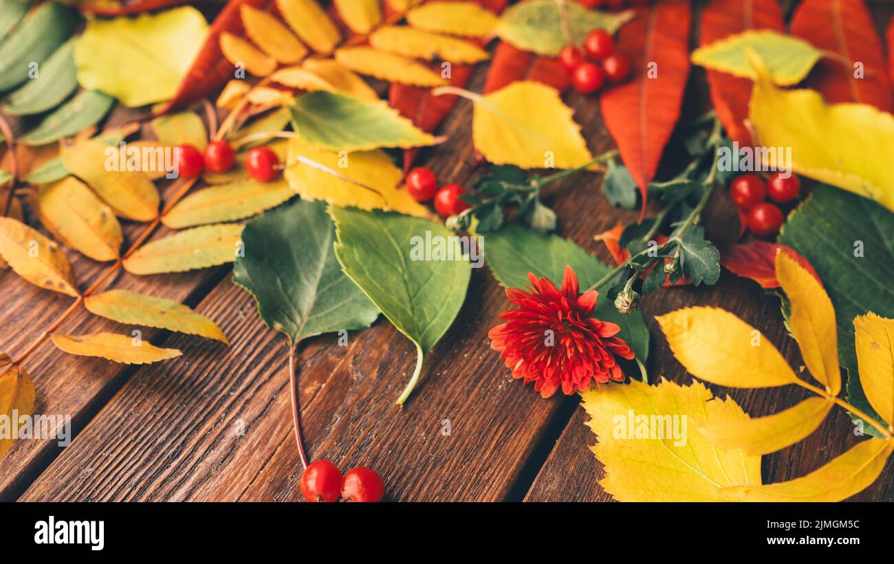 harvest time colorful fall leaves berries flowers Stock Photo