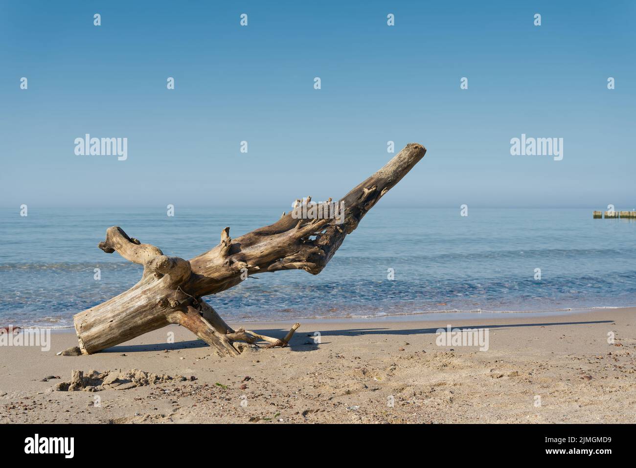 Tree trunk on the beach of the Polish Baltic coast near Kolobrzeg in summer Stock Photo