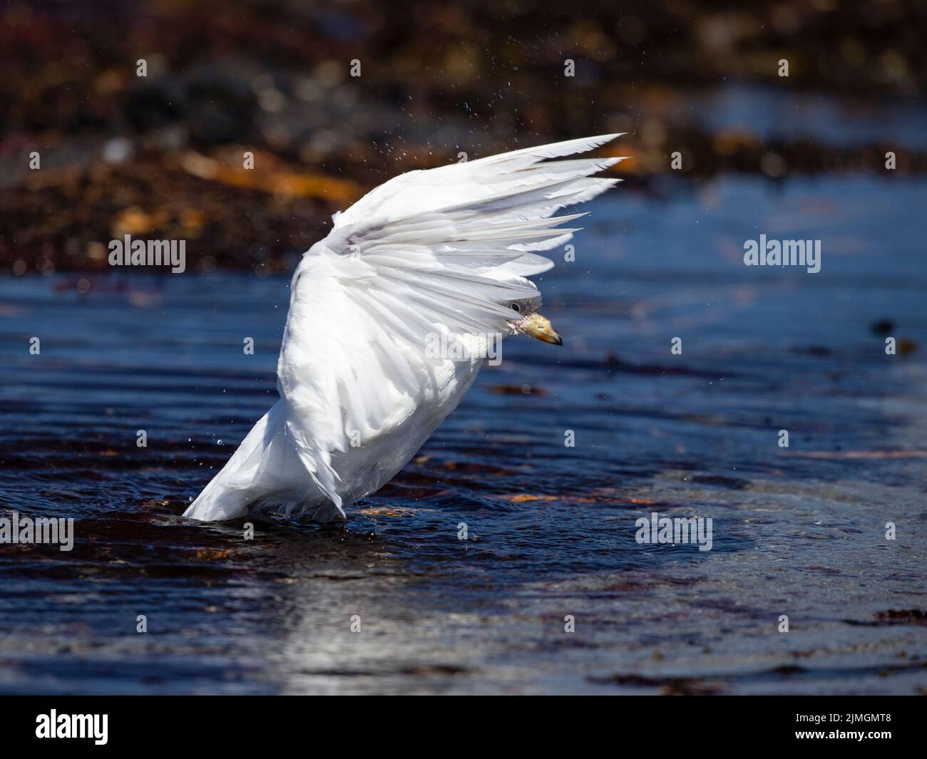The snowy sheathbill (Chionis albus) is the only land bird native to
