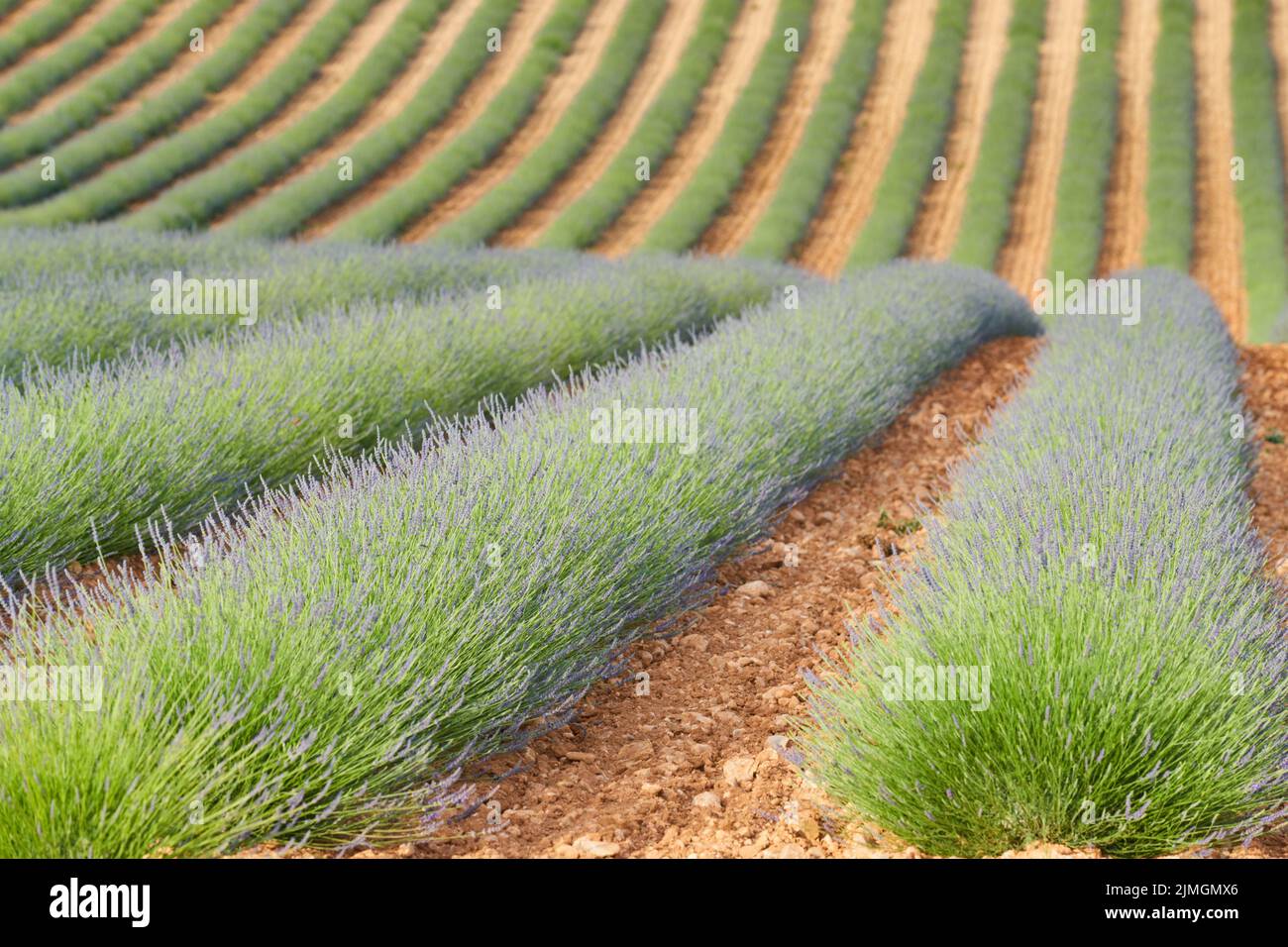 Huge Field of rows of lavender in France, Valensole, Cote Dazur-Alps-Provence, purple flowers, green stems, combed beds with per Stock Photo