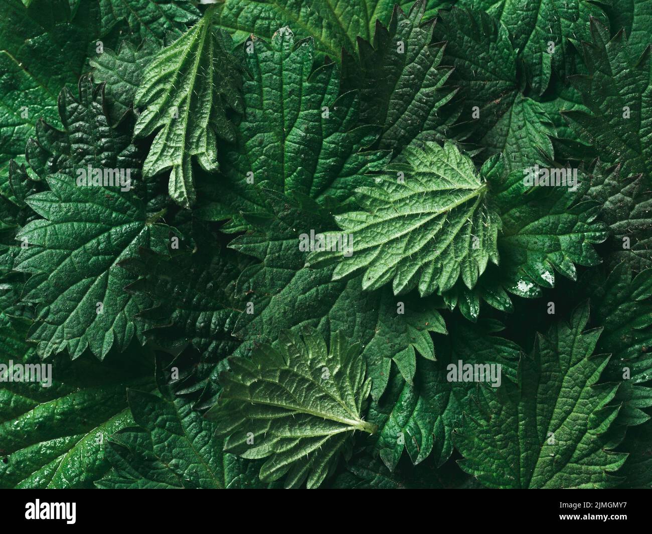 Stinging nettle background texture, top view, close up Stock Photo