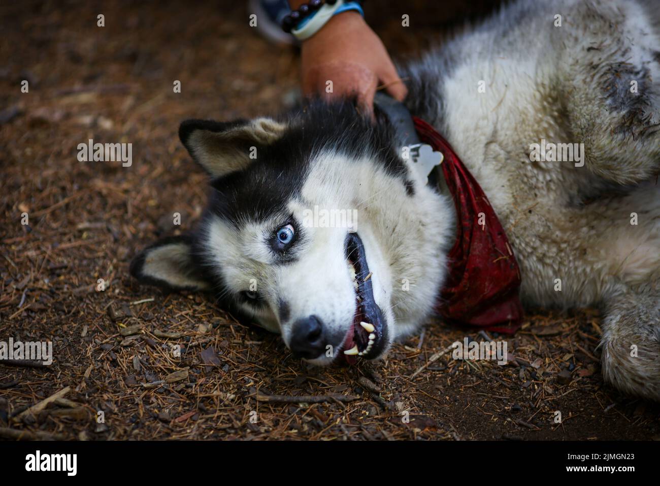 A lying husky dog wearing a red neck bandana with a person holding its collar Stock Photo