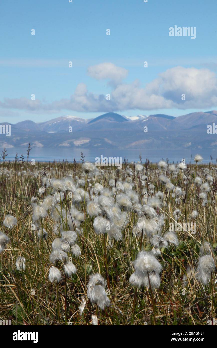 Eriophorum callitrix, commonly known as Arctic cotton, Arctic cottongrass, suputi, or pualunnguat in Inuktitut, is a perennial Arctic plant in the sedge family, Cyperaceae. It is one of the most widespread flowering plants in the northern hemisphere and tundra regions Stock Photo
