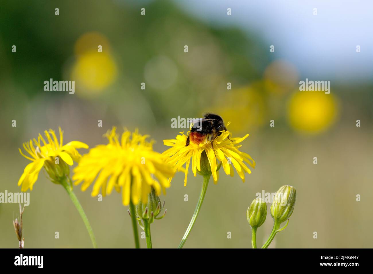 Bumblebee on a yellow flower Stock Photo